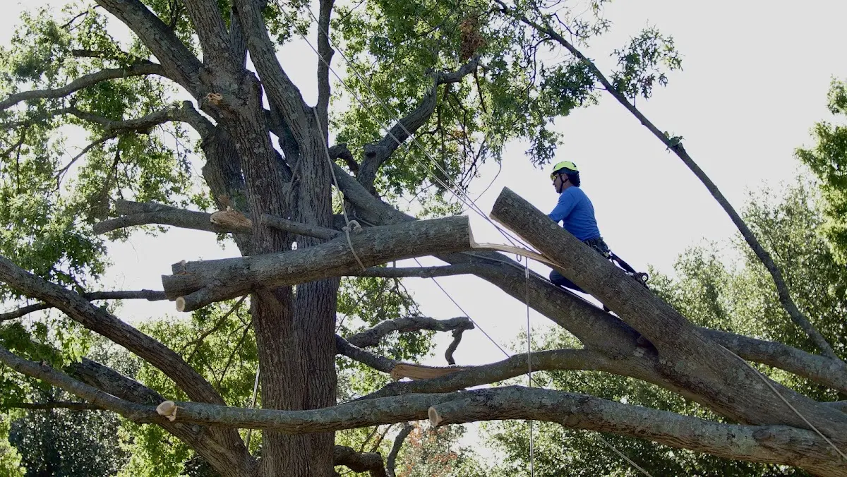 Professional Crown Thinning performed by certified arborists in Lucama